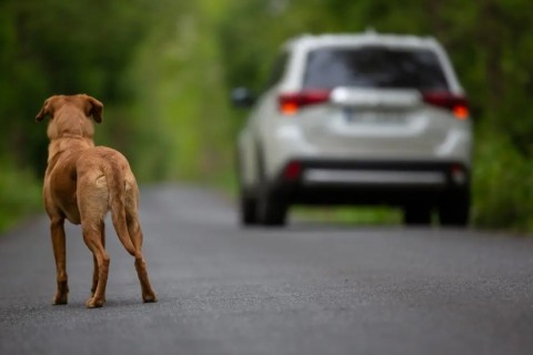 Nova lei no RN impede condenados por maus-tratos a animais de atuar no serviço público