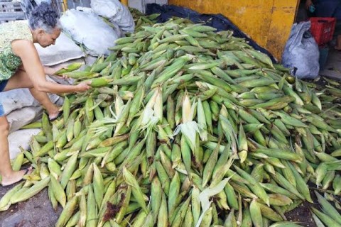 🌽 FEIRA DO MILHO COMEÇA NESTE SÁBADO EM NOVO LOCAL EM NATAL